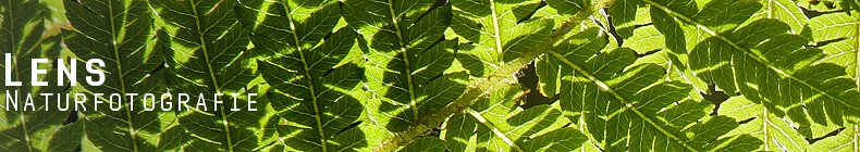 GreenLens.de - Headerbild