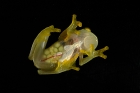 Cricket Glas Frosch