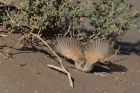 Saharagrasmücke
