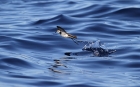 Weißgesicht-Sturmschwalbe
