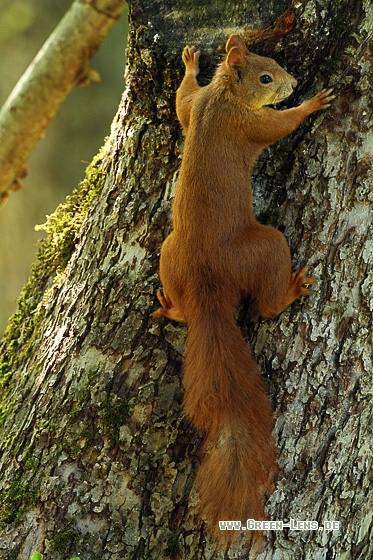 Eichhörnchen - Copyright Stefan Pfützke