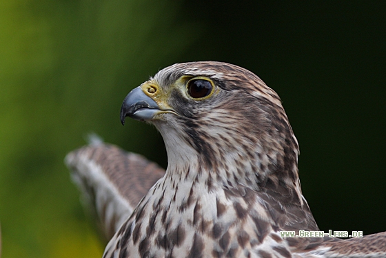 Sakerfalke - Copyright Christoph Moning