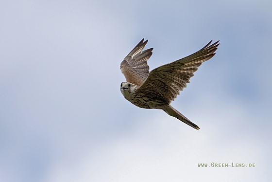 Sakerfalke - Copyright Christoph Moning