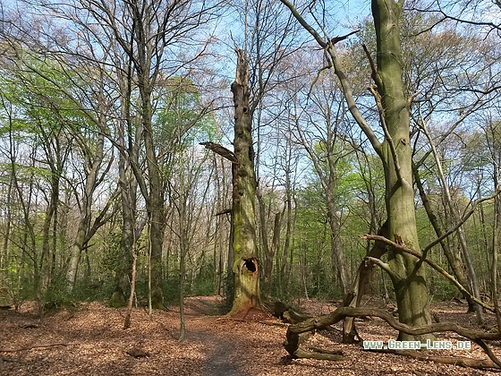 Urwald - Copyright Stefan Pfützke