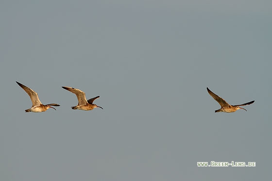 Regenbrachvogel - Copyright Stefan Pfützke