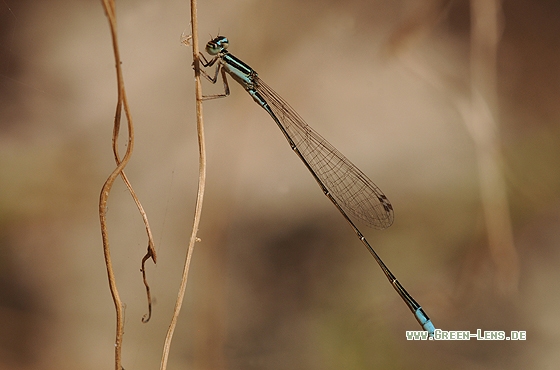 Aciagrion borneese - Copyright Christian Gelpke