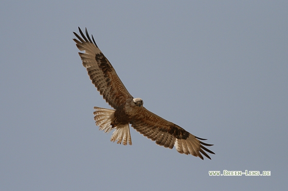 Adlerbussard - Copyright Stefan Pfützke