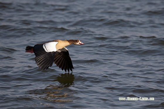 Nilgans - Copyright Mathias Putze