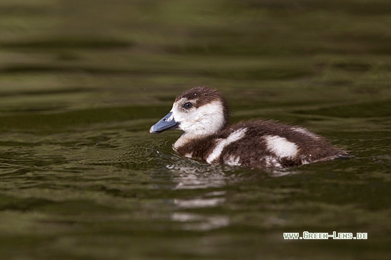 Nilgans - Copyright Mathias Putze