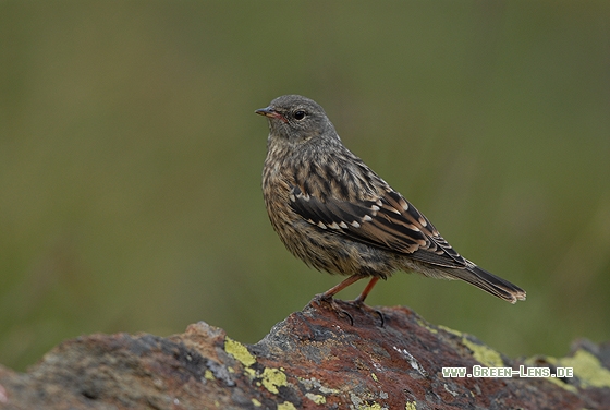 Alpenbraunelle - Copyright Christian Gelpke