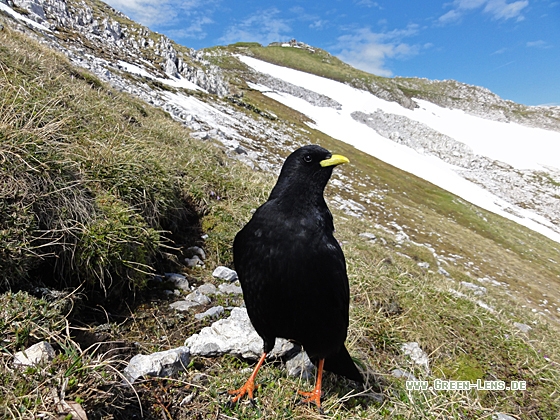 Alpendohle - Copyright Christoph Moning