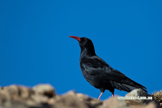 Alpenkrähe - Copyright Mathias Putze