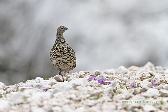 Alpenschneehuhn - Copyright Christoph Moning