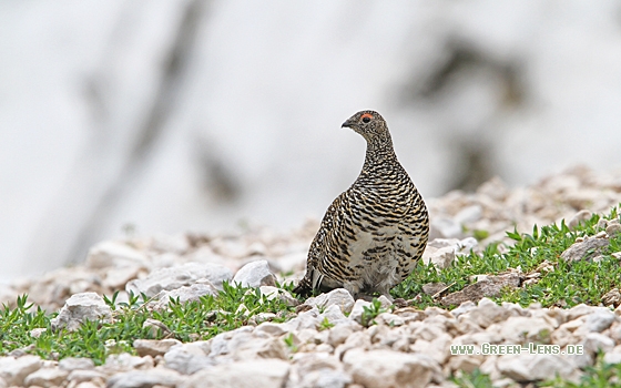 Alpenschneehuhn - Copyright Christoph Moning