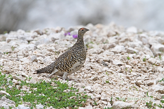 Alpenschneehuhn - Copyright Christoph Moning