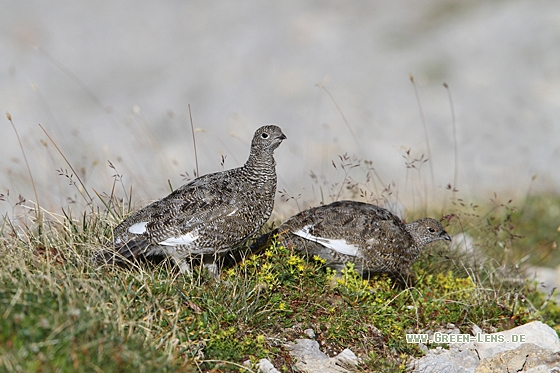 Alpenschneehuhn - Copyright Christoph Moning