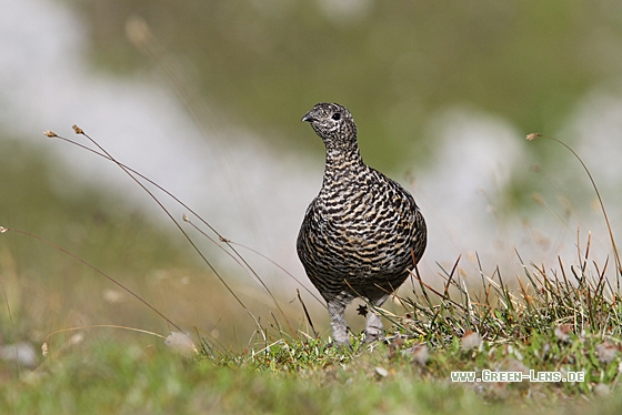 Alpenschneehuhn - Copyright Christoph Moning