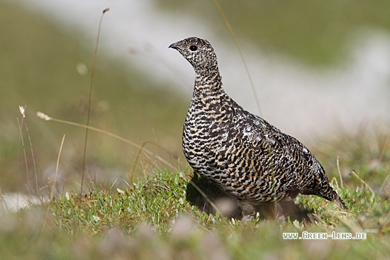 Alpenschneehuhn - Copyright Christoph Moning