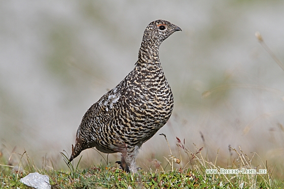 Alpenschneehuhn - Copyright Christoph Moning