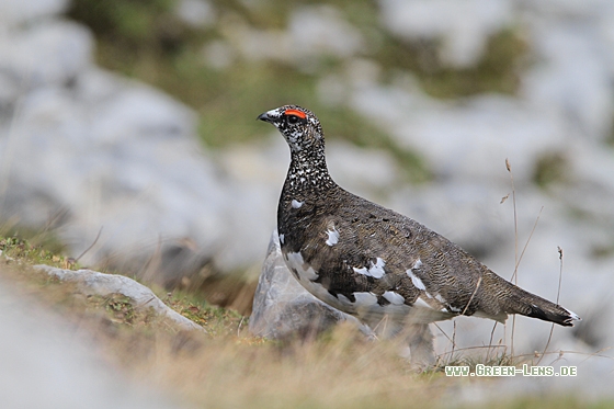 Alpenschneehuhn - Copyright Christoph Moning