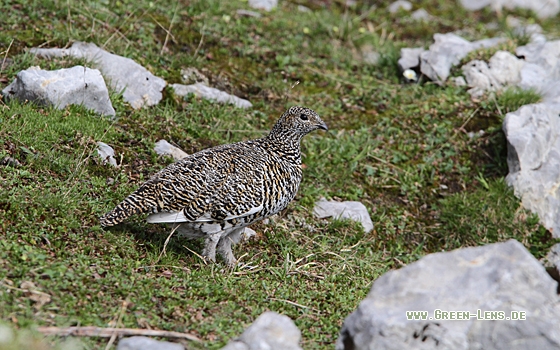 Alpenschneehuhn - Copyright Christoph Moning