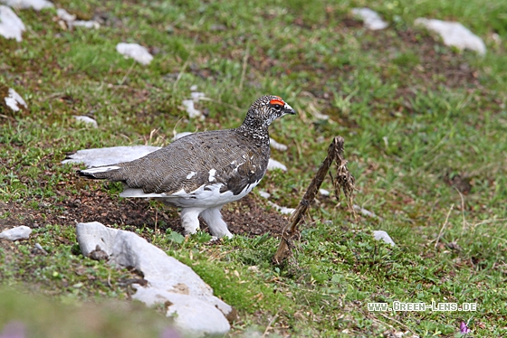 Alpenschneehuhn - Copyright Christoph Moning