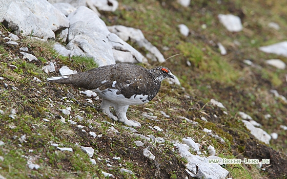 Alpenschneehuhn - Copyright Christoph Moning