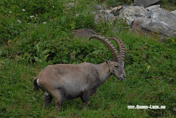 Alpensteinbock - Copyright Christian Gelpke