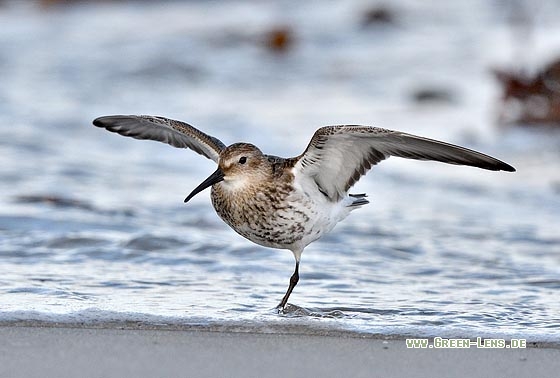 Alpenstrandläufer - Copyright Stefan Pfützke