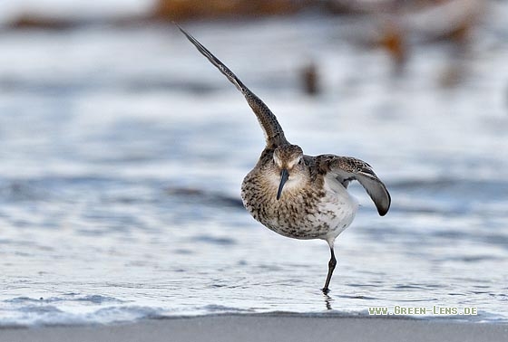 Alpenstrandläufer - Copyright Stefan Pfützke