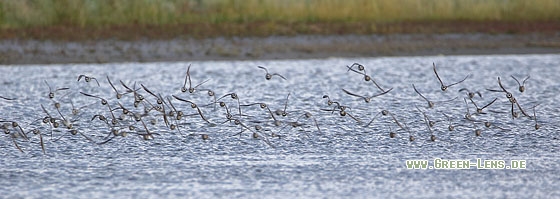 Sandregenpfeifer - Copyright Stefan Pfützke