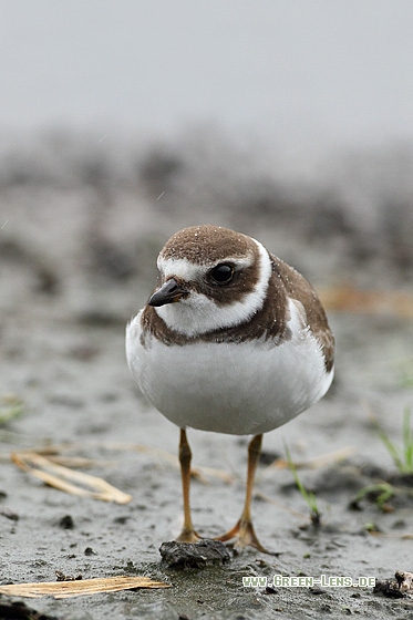 Amerikanischer Sandregenpfeifer - Copyright Stefan Pfützke