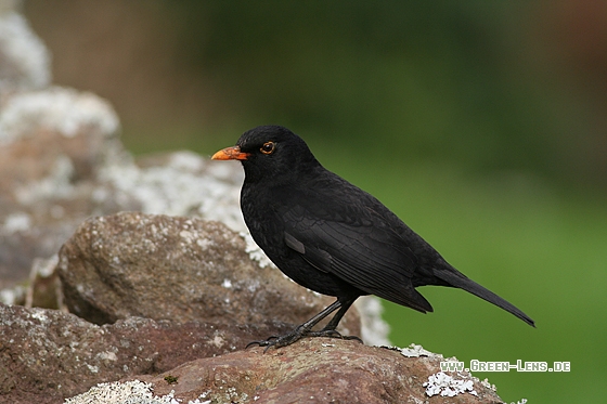 Amsel - Copyright Stefan Pfützke