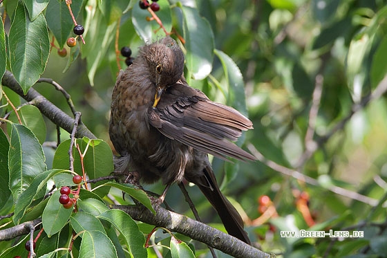 Amsel - Copyright Stefan Pfützke