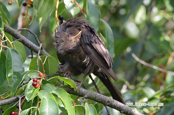 Amsel - Copyright Stefan Pfützke