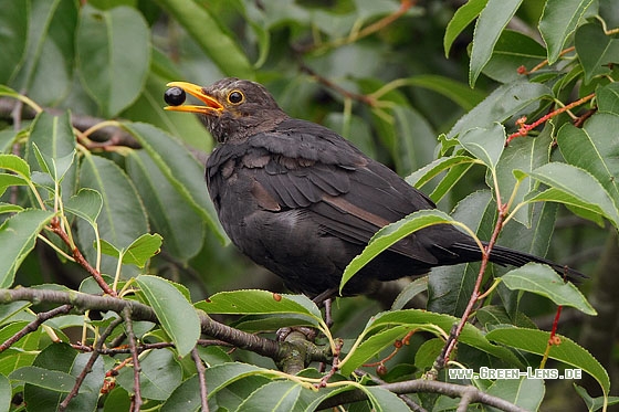 Amsel - Copyright Stefan Pfützke