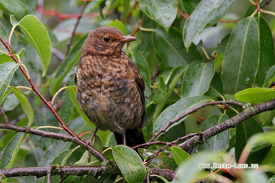 Amsel - Copyright Stefan Pfützke