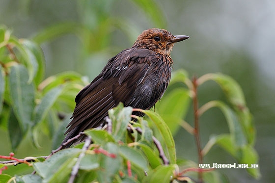 Amsel - Copyright Stefan Pfützke