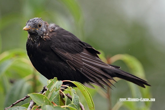 Amsel - Copyright Stefan Pfützke