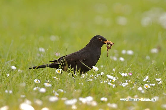 Amsel - Copyright Stefan Pfützke