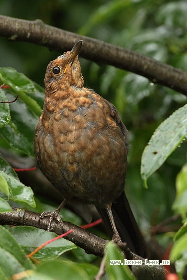 Amsel - Copyright Stefan Pfützke