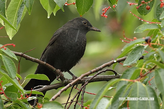 Amsel - Copyright Stefan Pfützke