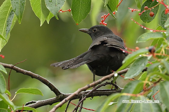 Amsel - Copyright Stefan Pfützke