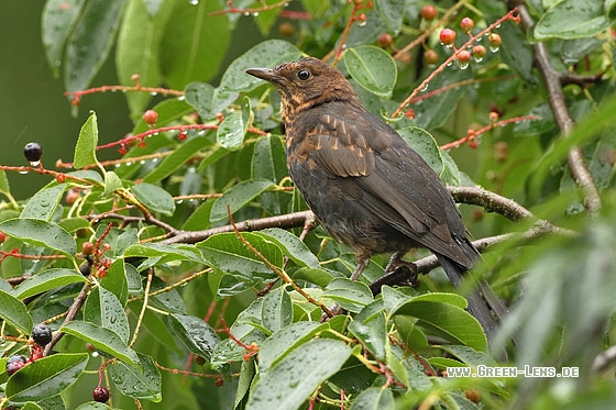 Amsel - Copyright Stefan Pfützke