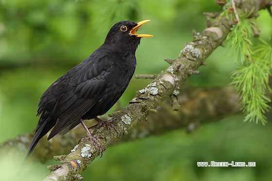 Amsel - Copyright Stefan Pfützke