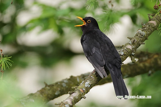 Amsel - Copyright Stefan Pfützke