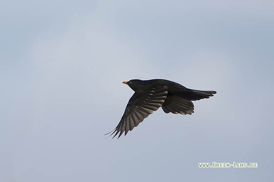 Amsel - Copyright Stefan Pfützke