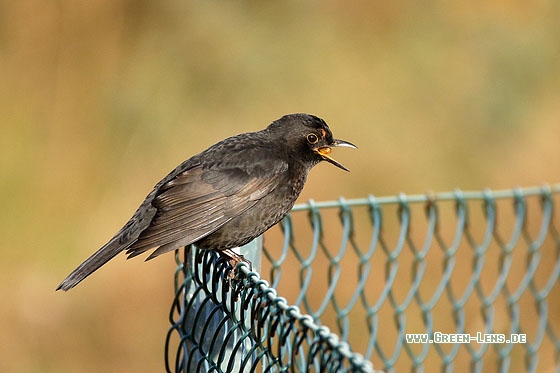 Amsel - Copyright Stefan Pfützke