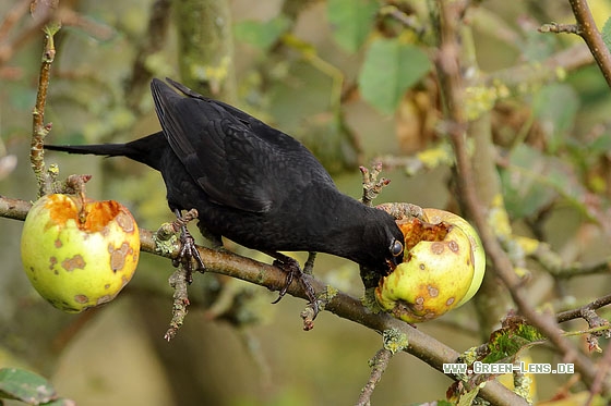 Amsel - Copyright Stefan Pfützke