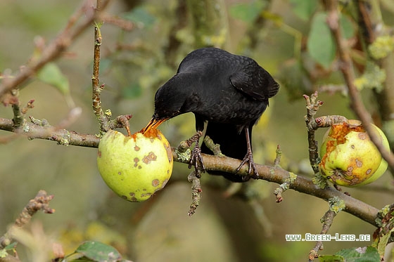 Amsel - Copyright Stefan Pfützke